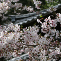 弘法寺の桜