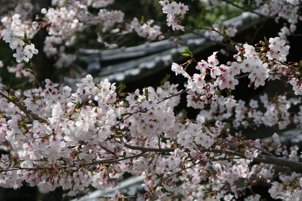 弘法寺の桜