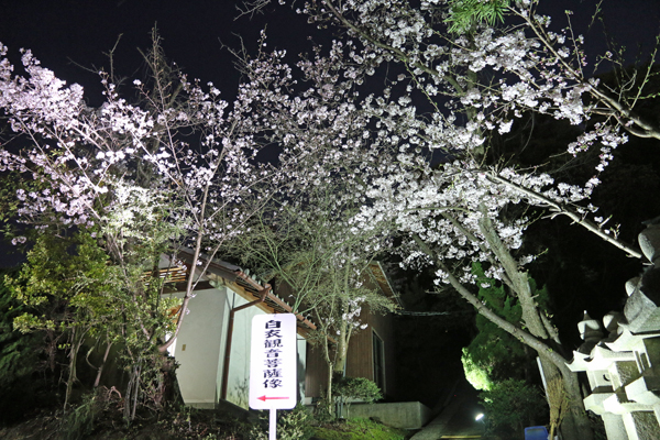夜桜2016